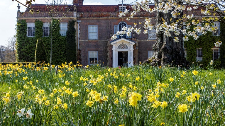 Daffoldils blooming the garden in front of Hinton Ampner